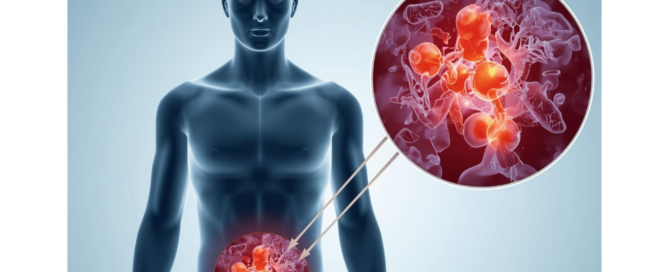 Medical illustration showing the link between mitochondrial function and belly fat metabolism