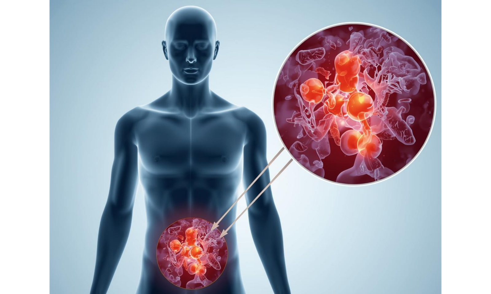Medical illustration showing the link between mitochondrial function and belly fat metabolism
